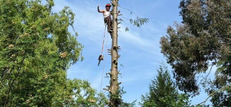 tree surgery quinton