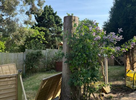 tree surgery quinton