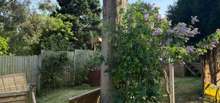 How Much is Tree Surgery in Kings Heath