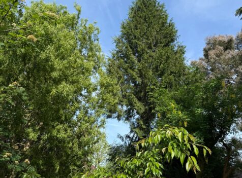 tree surgery quinton