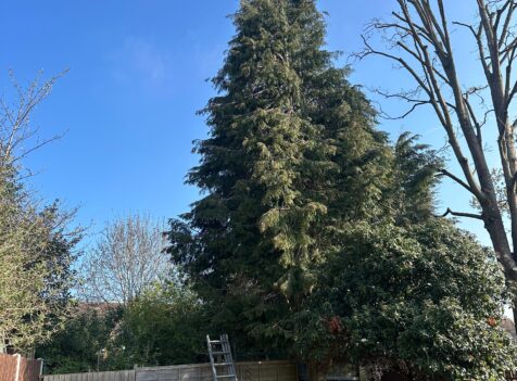 fir tree removal dorridge