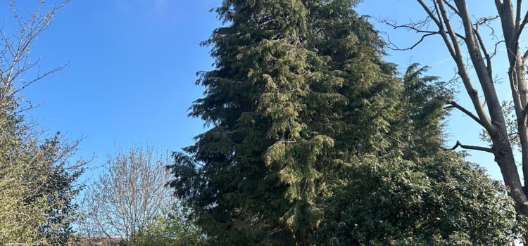 fir tree removal dorridge