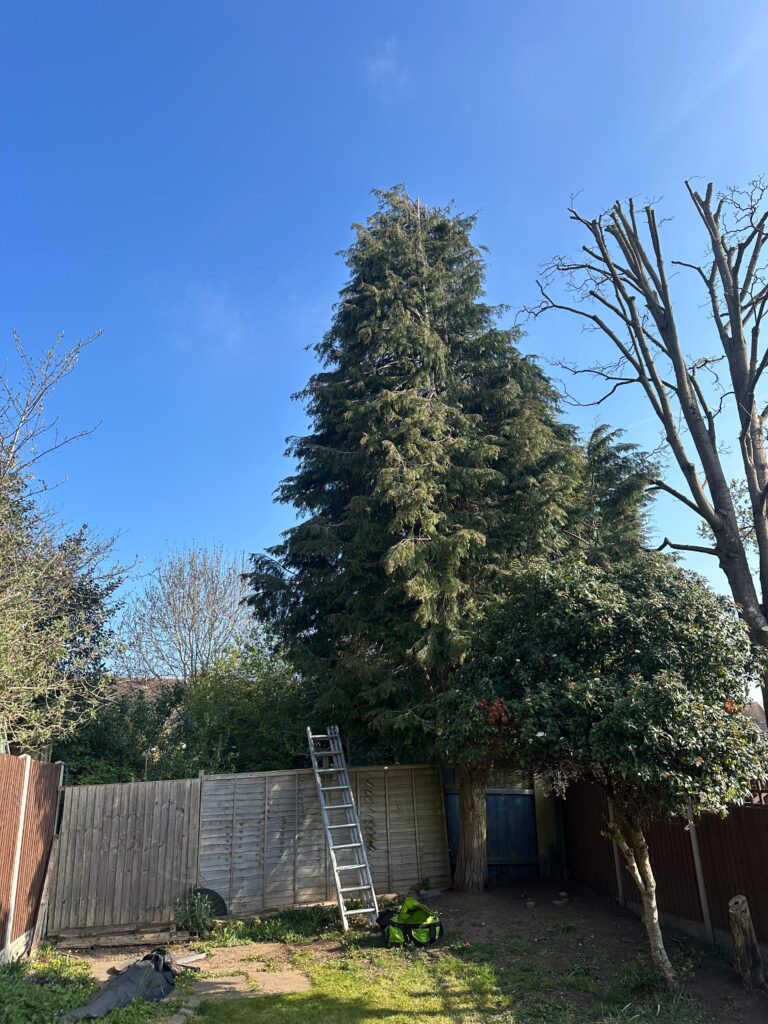 fir tree removal dorridge