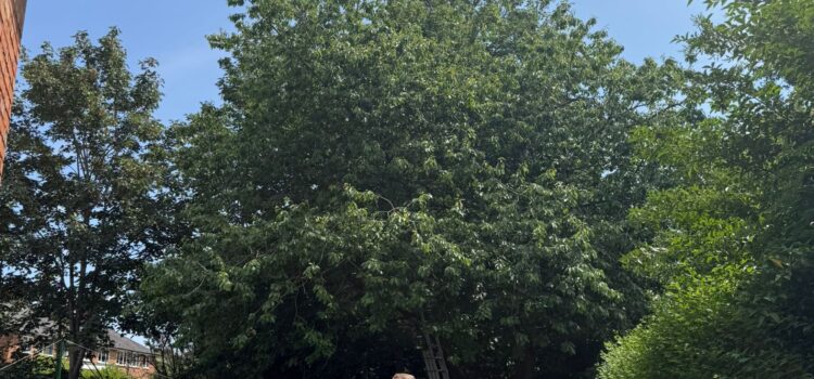 Local Tree Surgery in Handsworth
