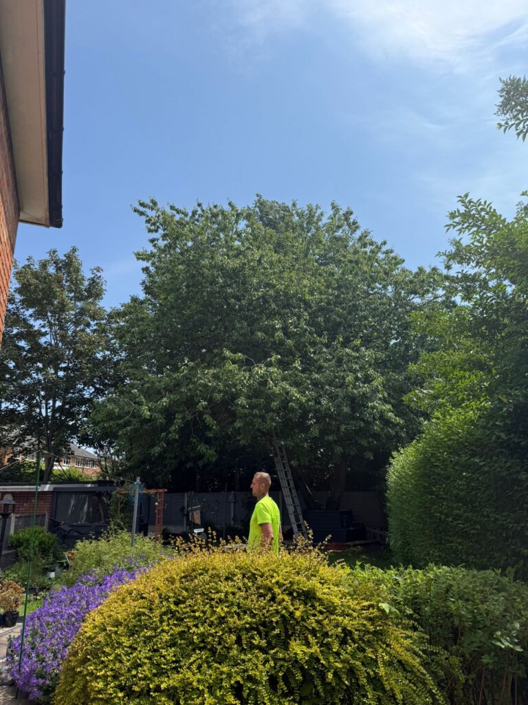 Local Tree Surgery in Handsworth