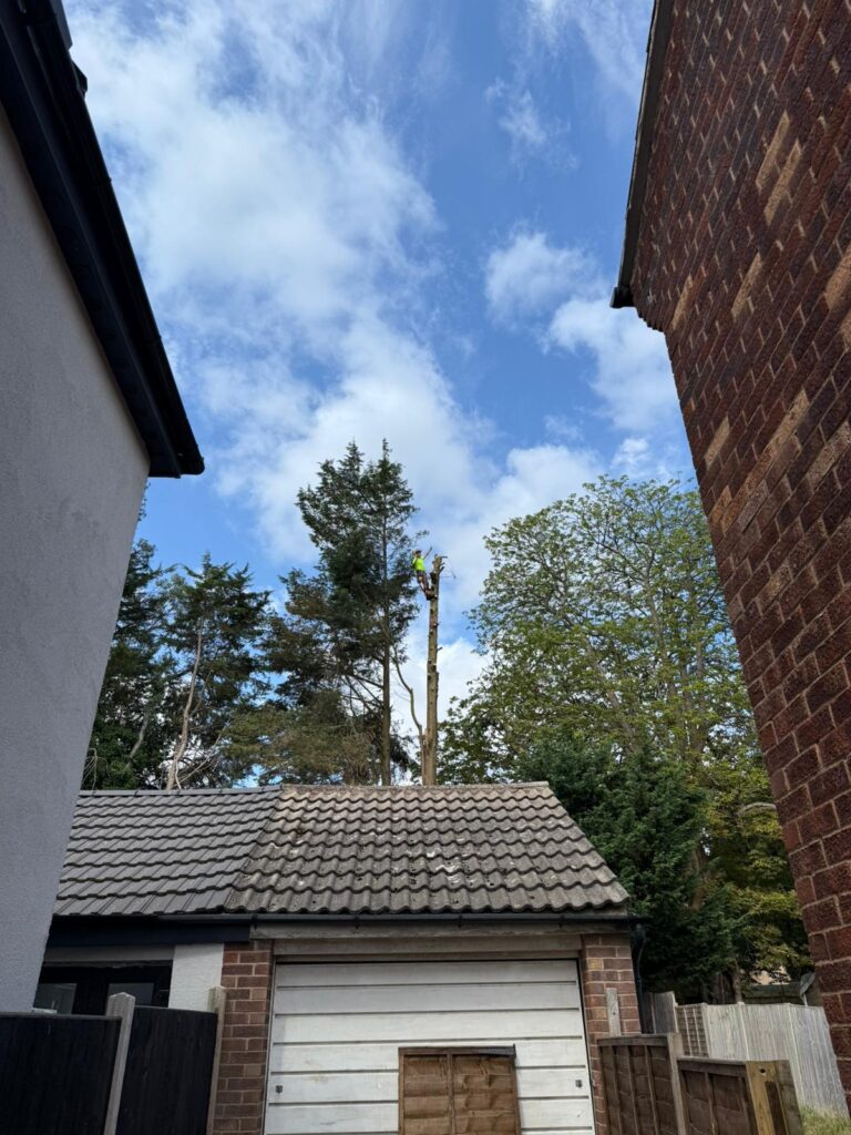 tree felling in bromsgrove