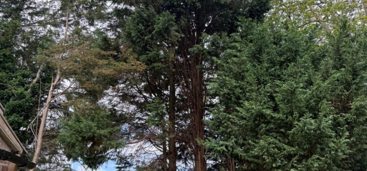 tree felling in bromsgrove