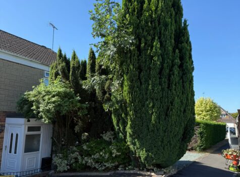 fir tree removal hallgreen