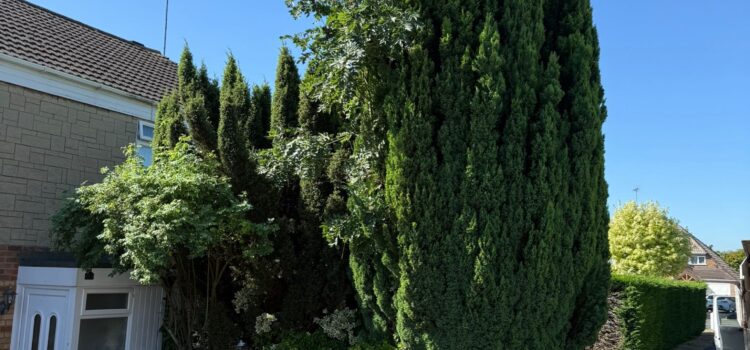 fir tree removal hallgreen