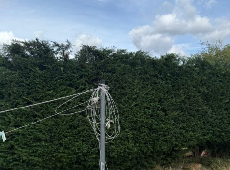 fir tree removal hallgreen