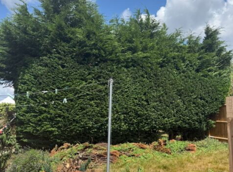 fir tree removal hallgreen