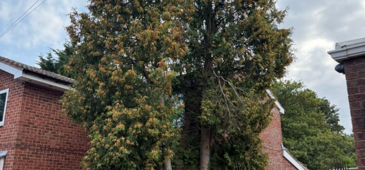 dangerous tree removal Cradley Heath