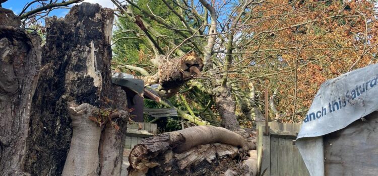 emergency tree removal birmingham