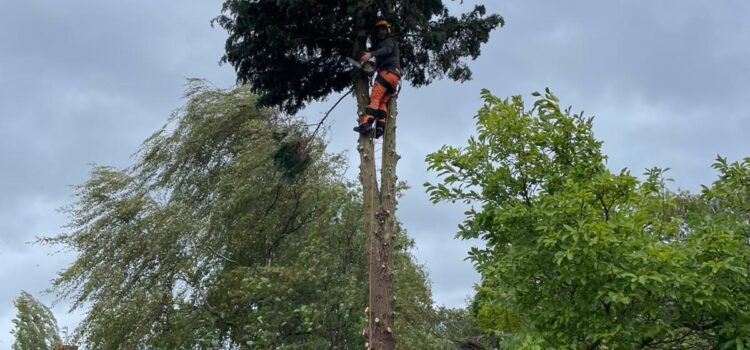 fir tree removal yardley