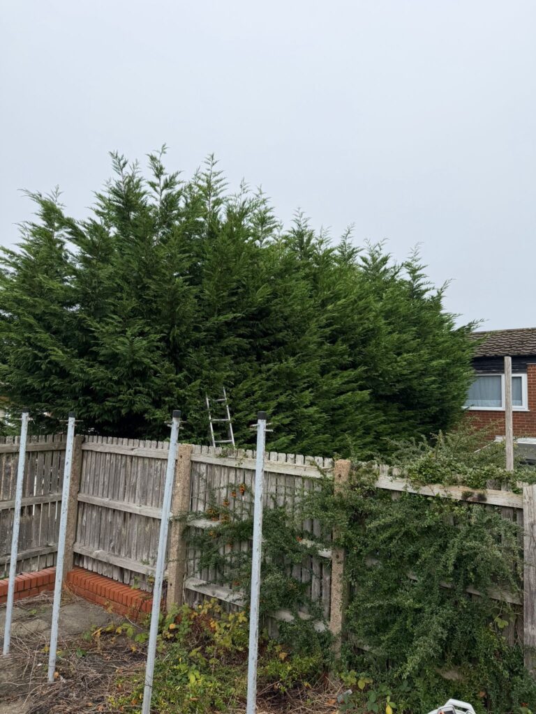 Hedge reduction Birmingham