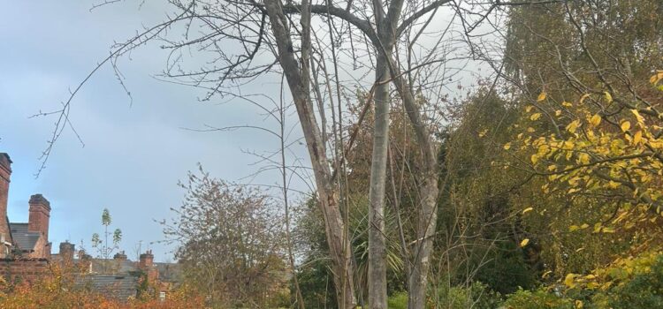tree removal in Harborne