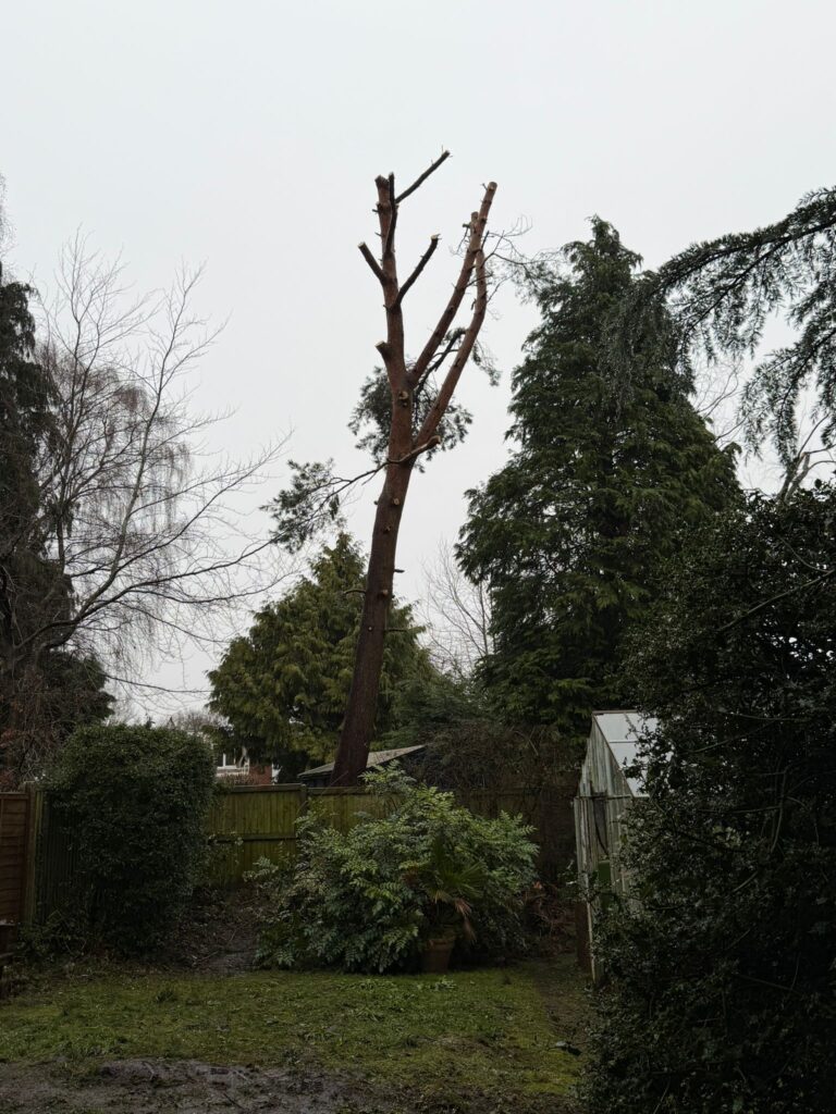 tree surgery hall green