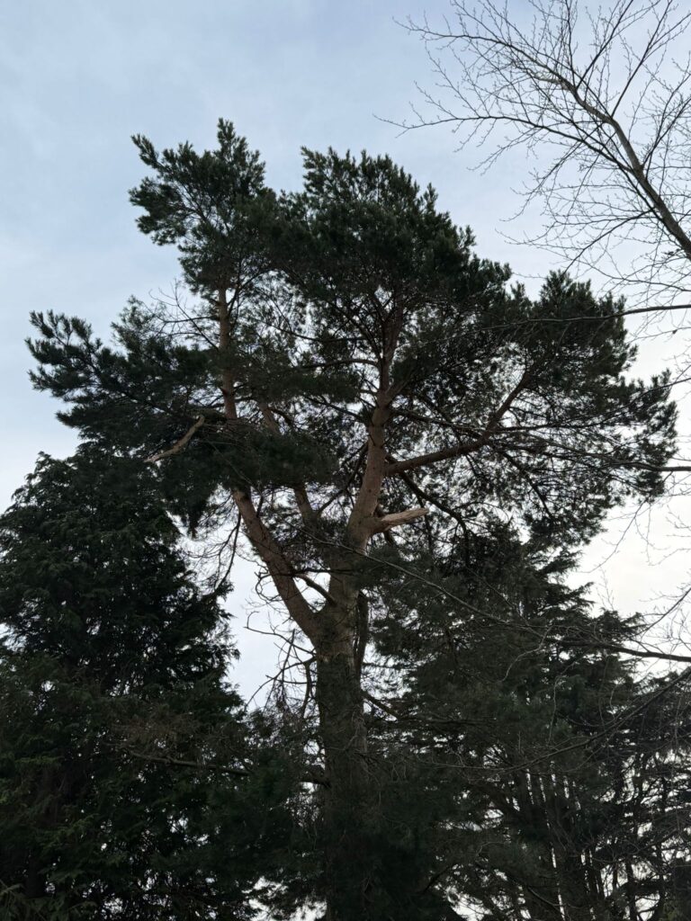 tree surgery hall green
