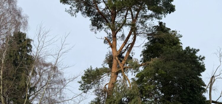 tree surgery hall green