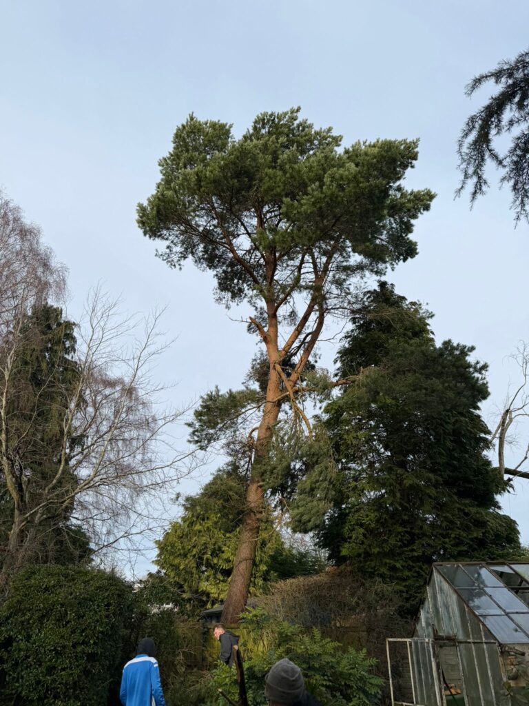 tree surgery hall green