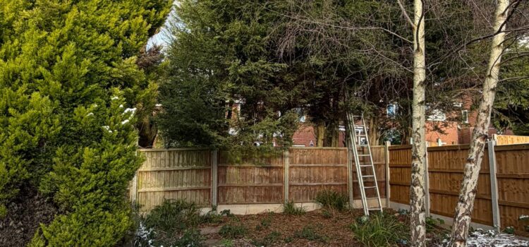 Tree Removal in Hall Green