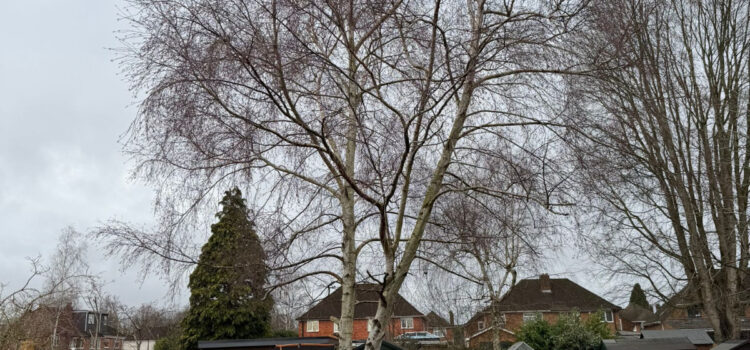 Tree Reduction in Shirley