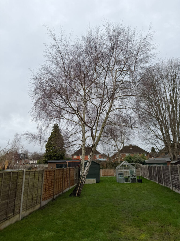 Tree Reduction in Shirley