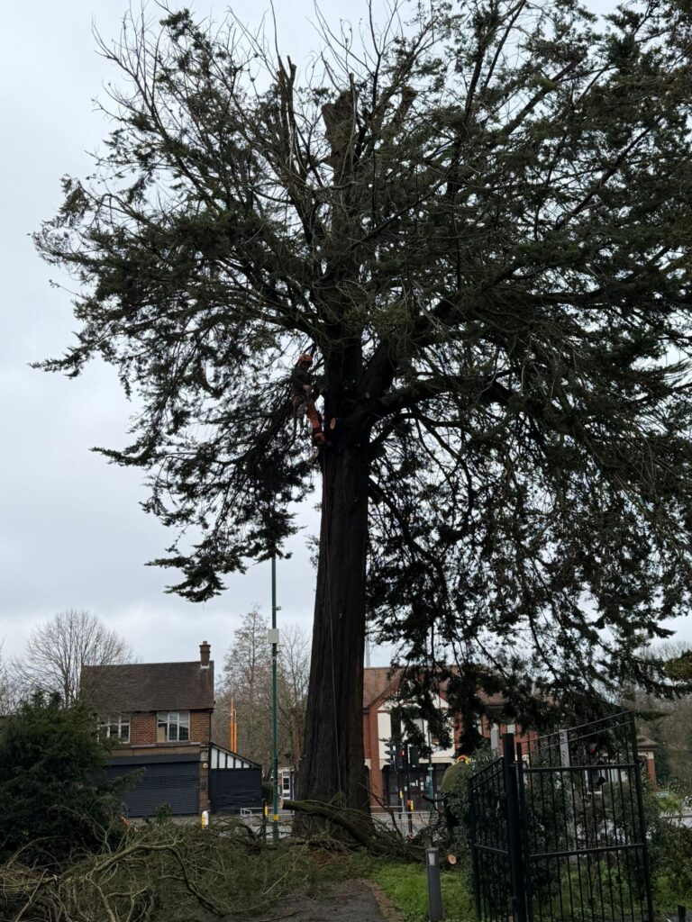 tree felling in Kidderminster