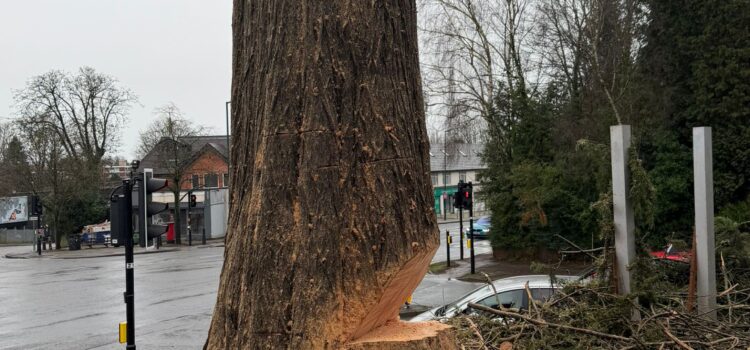 tree felling in Kidderminster