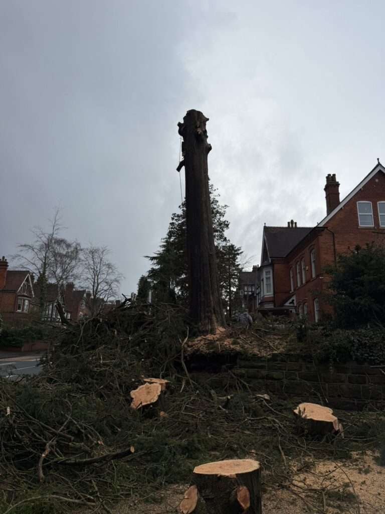tree felling in Kidderminster