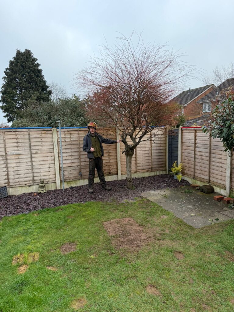 Tree Removal in Kidderminster