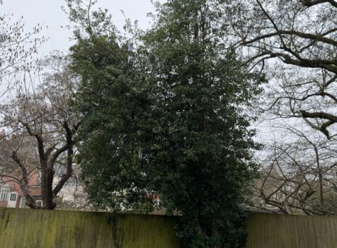 tree felling kidderminster