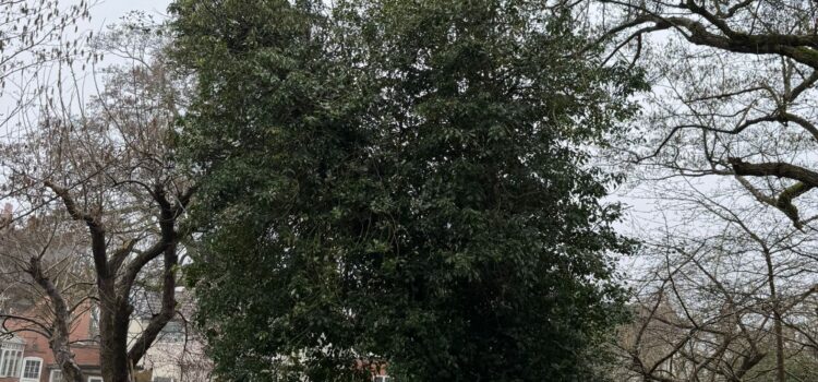 tree felling kidderminster