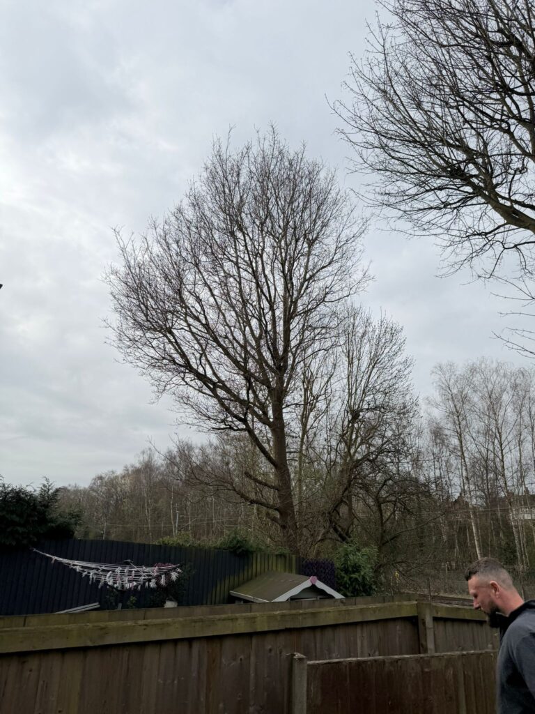 Professional tree reduction in Selly Oak