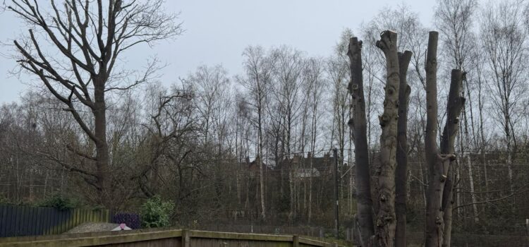 Professional tree reduction in Selly Oak