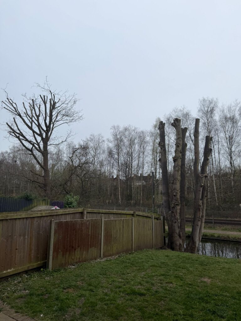 Professional tree reduction in Selly Oak