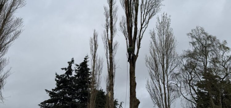Tree surgery in Sutton Coldfield