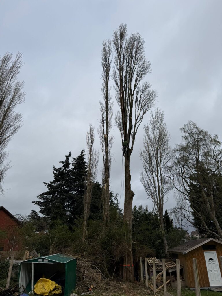 Tree surgery in Sutton Coldfield