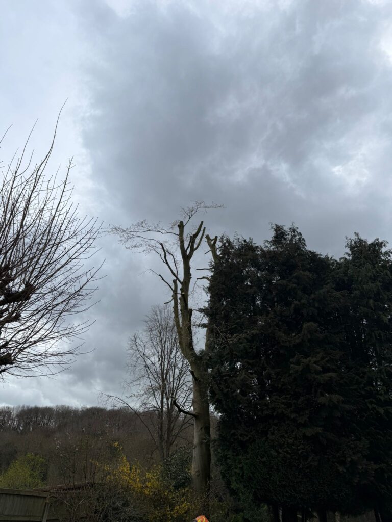 Tree surgery in Sutton Coldfield