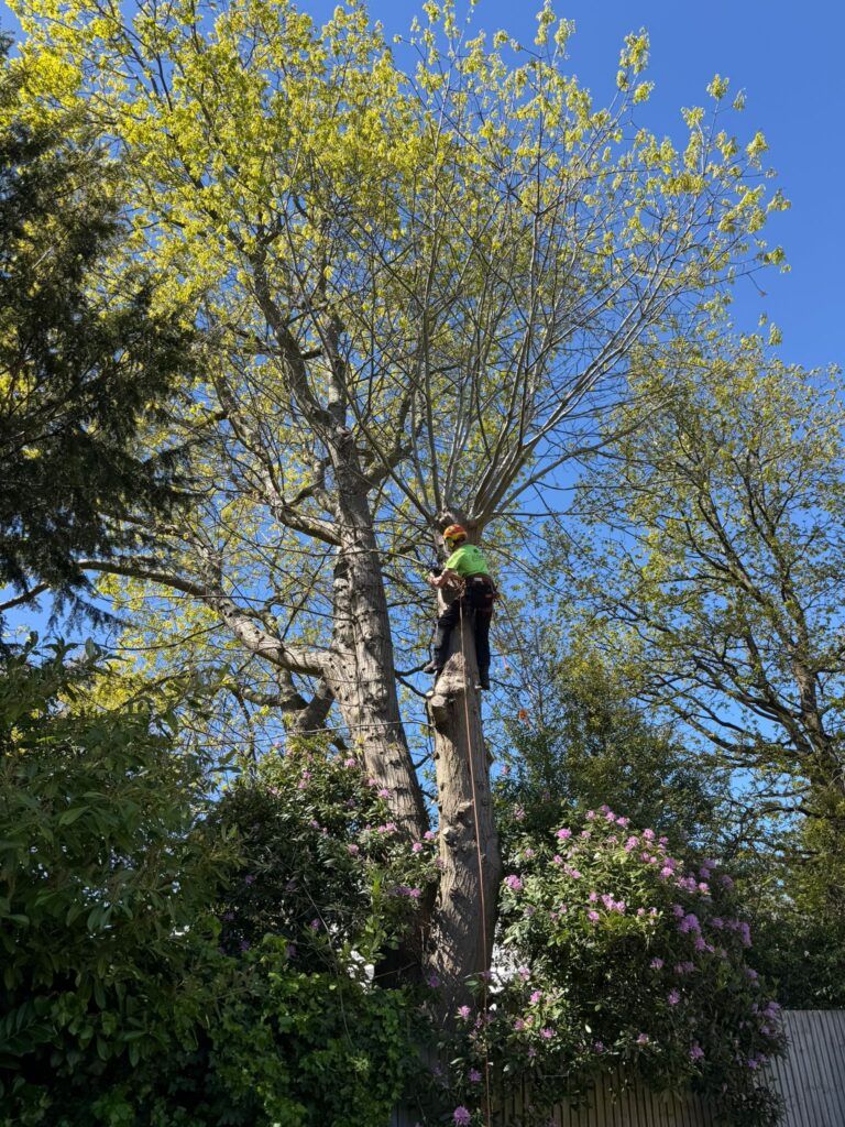 Tree Reduction Northfield