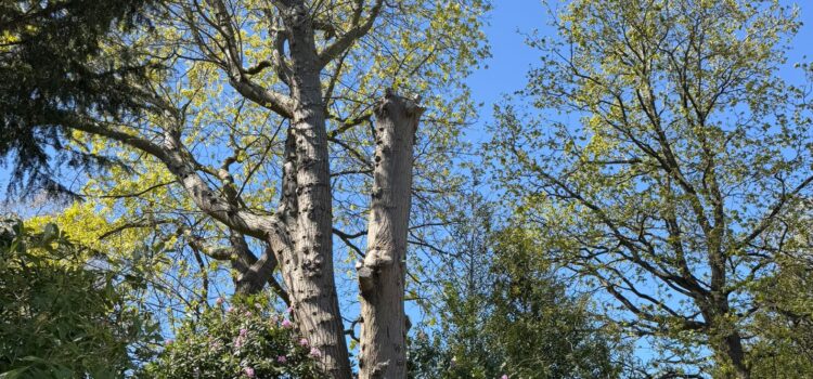 Tree Reduction Northfield