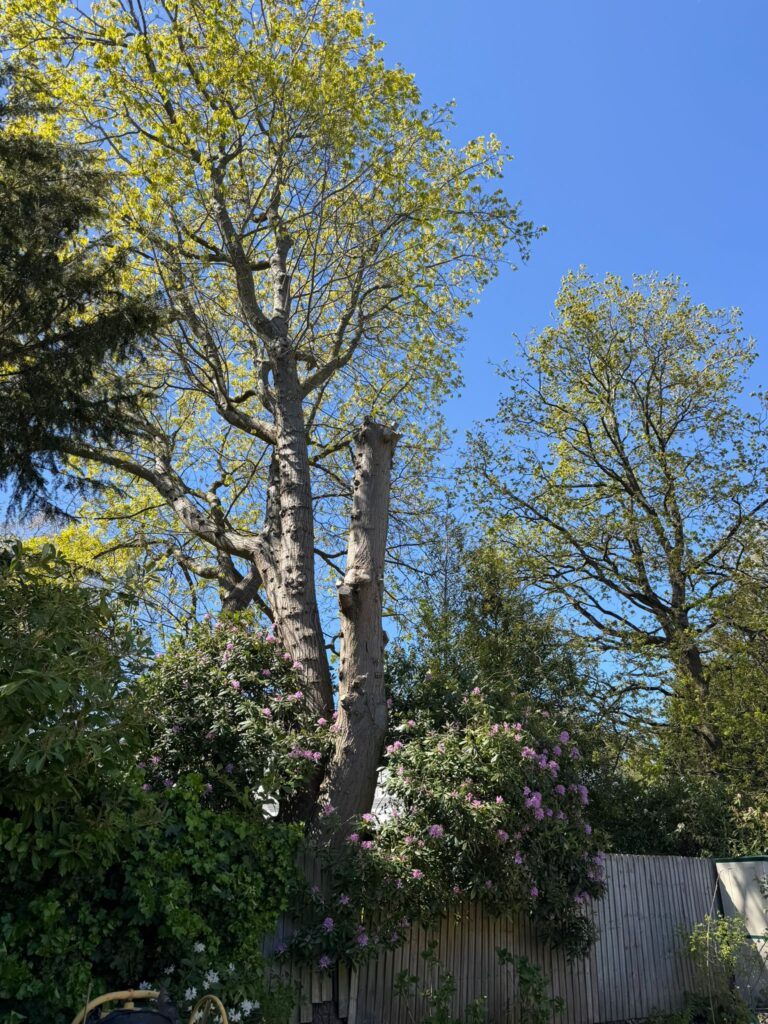 Tree Reduction Northfield