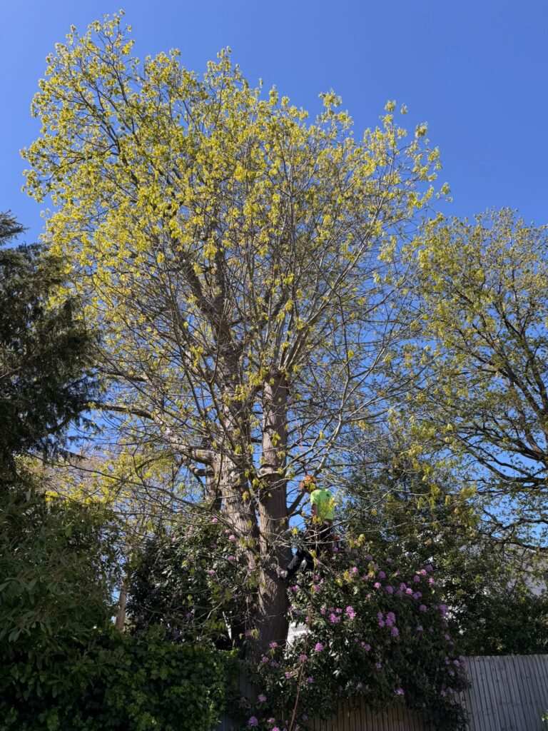 Tree Reduction Northfield