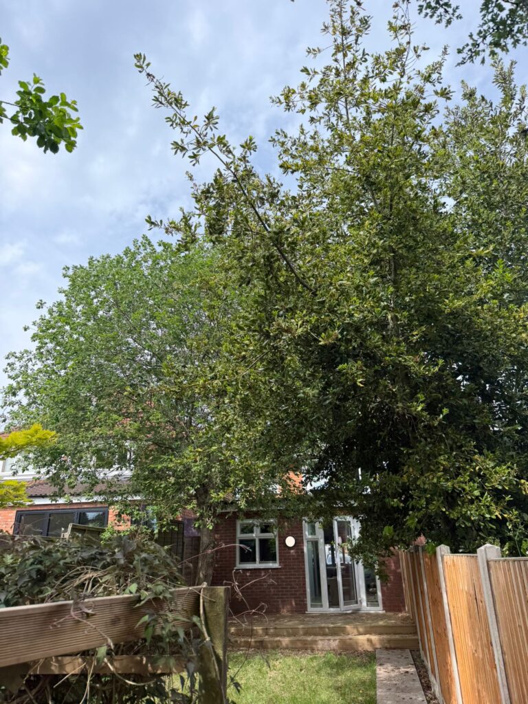 tree felling in Stourport-on-Severn