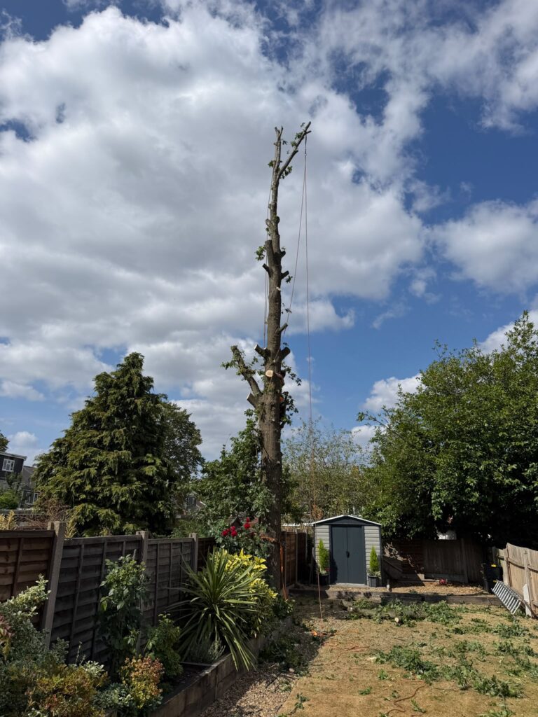 tree surgery hallgreen