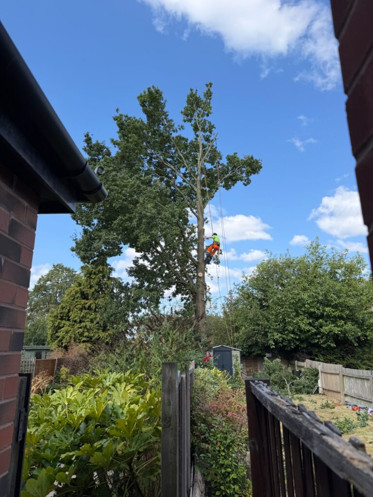 tree surgery hallgreen