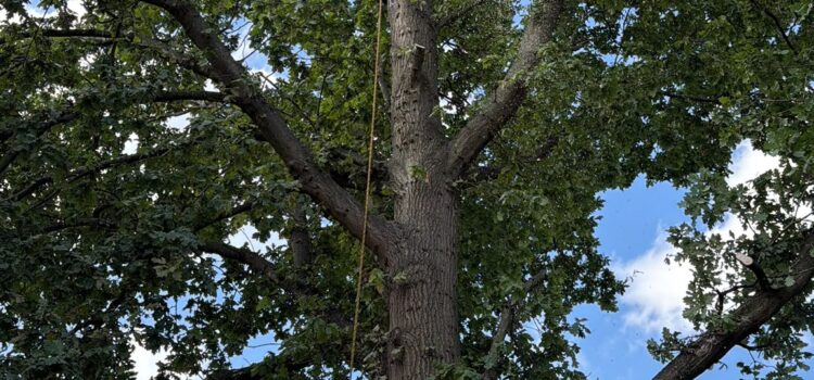 Tree Surgery in Hallgreen
