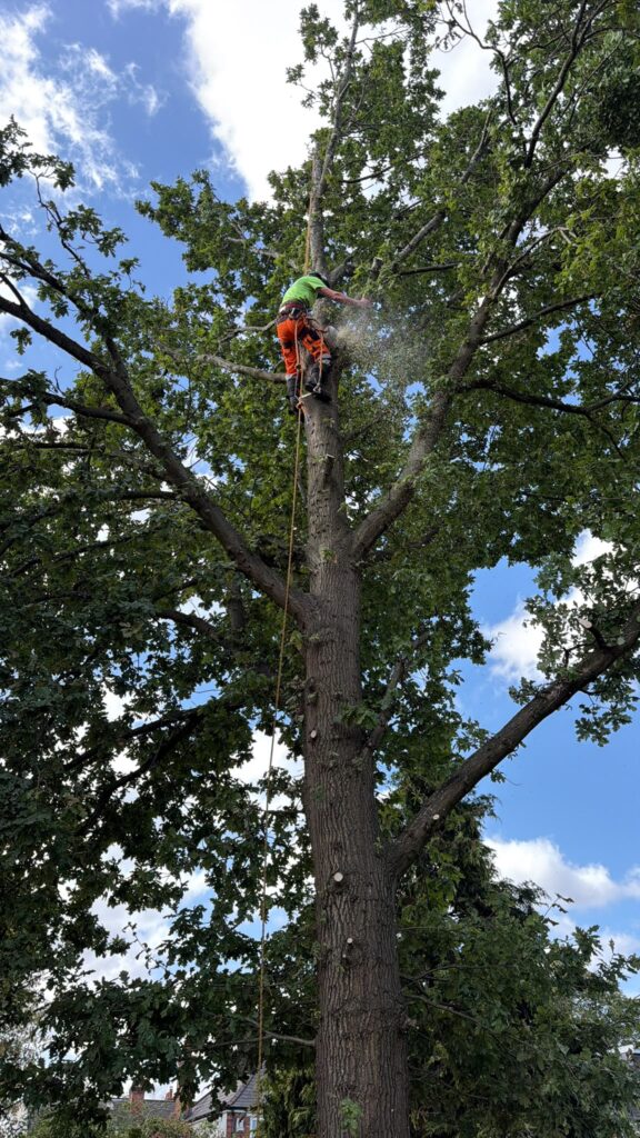 tree surgery hallgreen