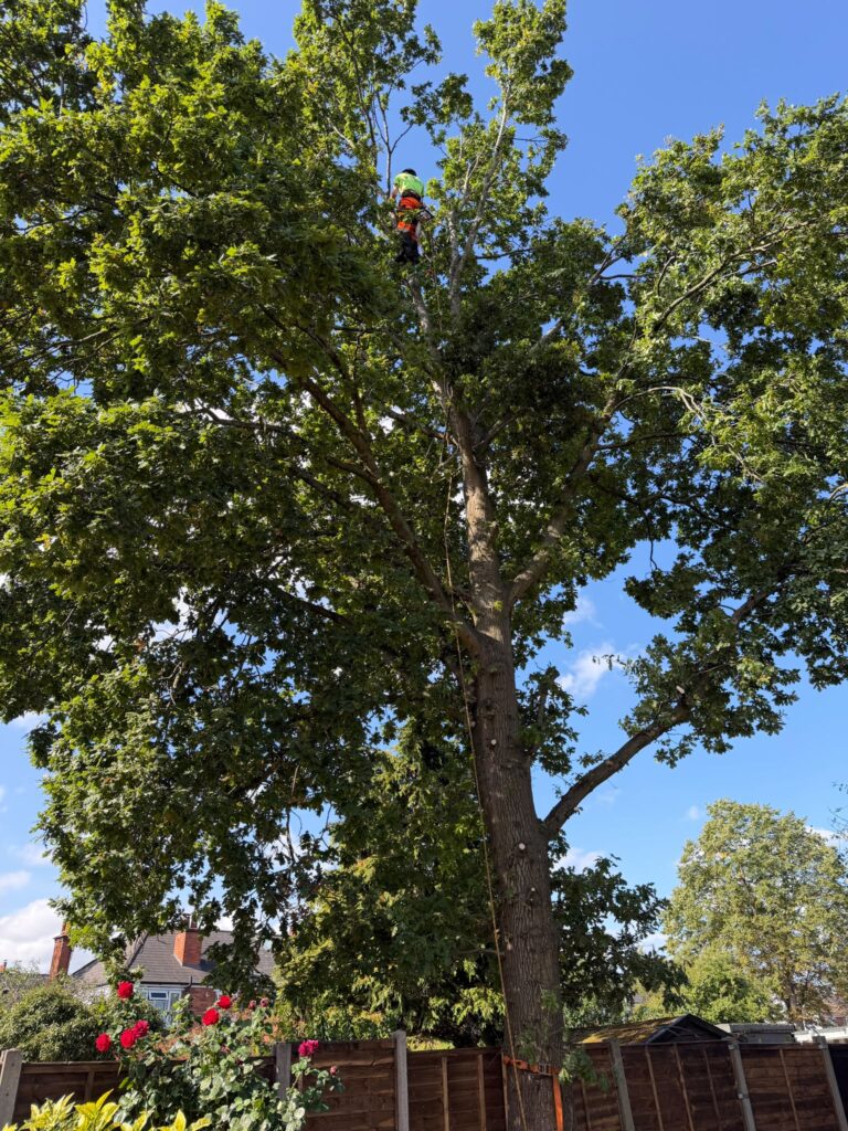 tree surgery hallgreen