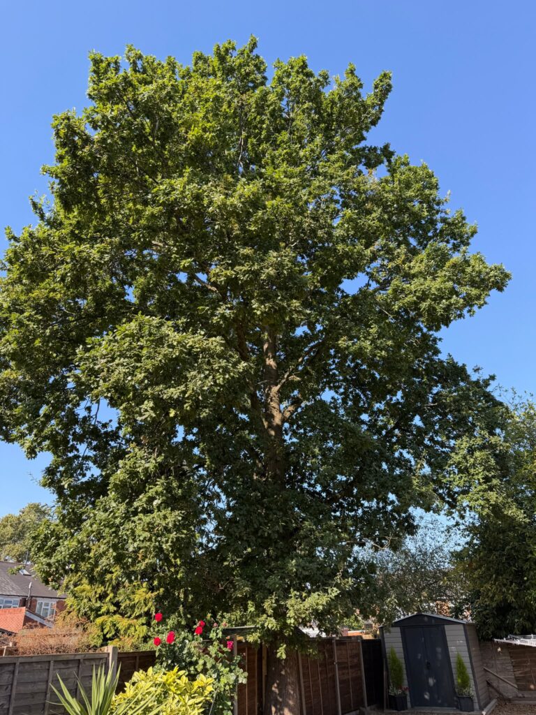 tree surgery hallgreen